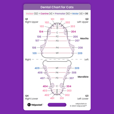 Dentistry for Cats