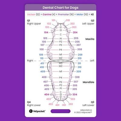 Dentistry for Dogs