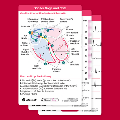 ECG for Dogs and Cats