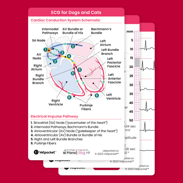 ECG for Dogs and Cats (3 cards)