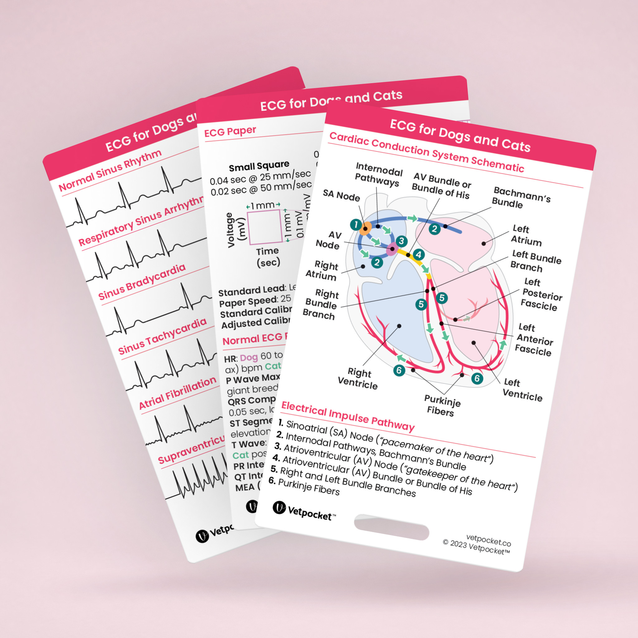 ECG for Dogs and Cats