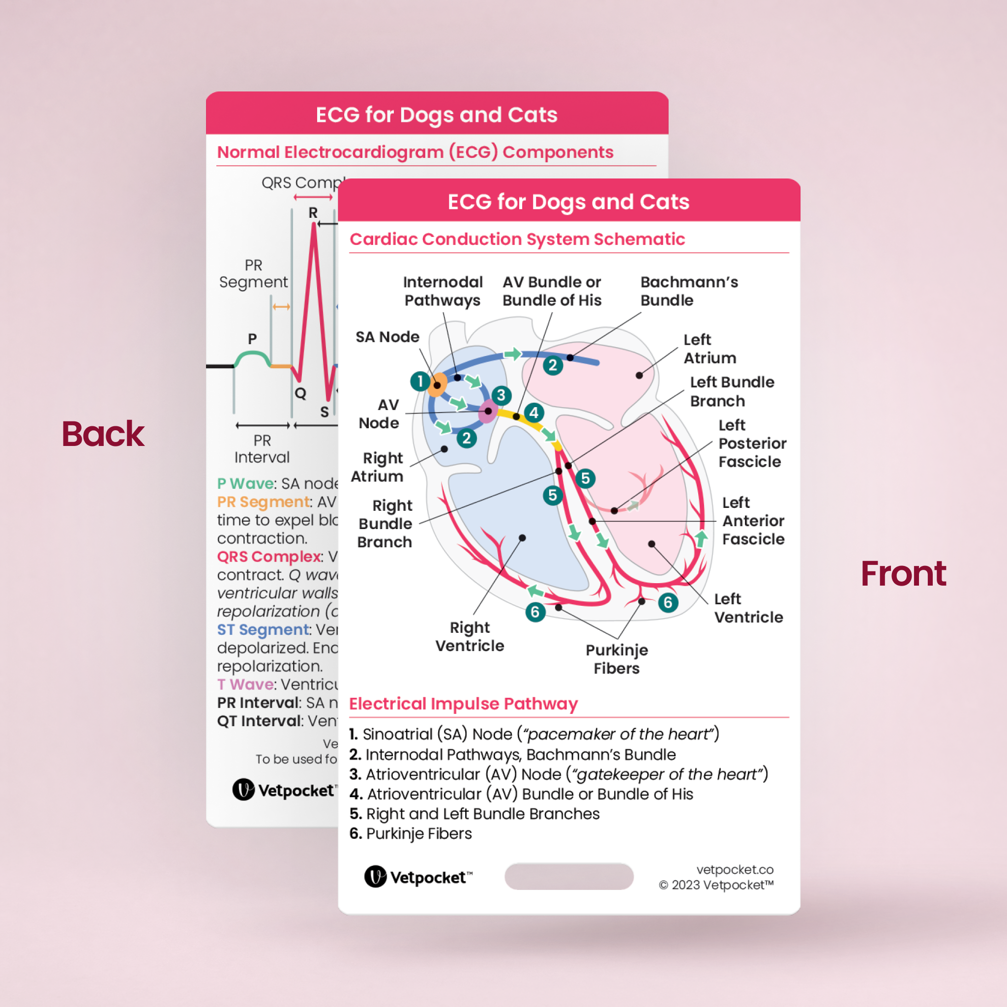 ECG for Dogs and Cats
